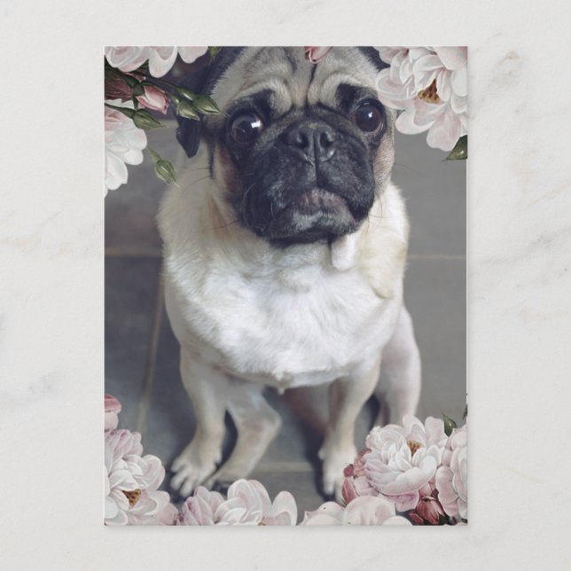 Niedlicher Mops Postkarte (Vorderseite)