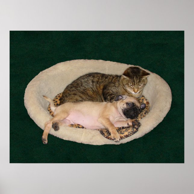 Niedlicher Mops und Katzenposter Poster (Vorne)