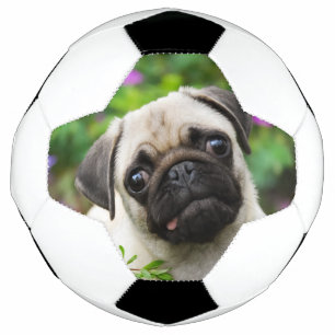Niedlicher Mops-Welpe Fußball