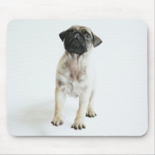 Niedlicher Mops-Welpe Mousepad