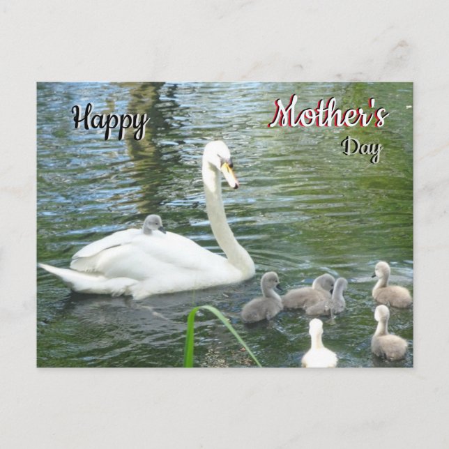 Niedlicher Mutterschwan & Babies Muttertagskarte Postkarte (Vorderseite)