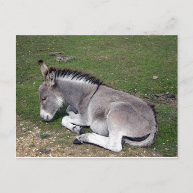 Niedlicher neuer WaldDonkey Postkarte (Vorderseite)