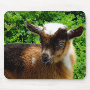 Niedlicher nigerianischer Zwerg Milchziege Kind Mousepad