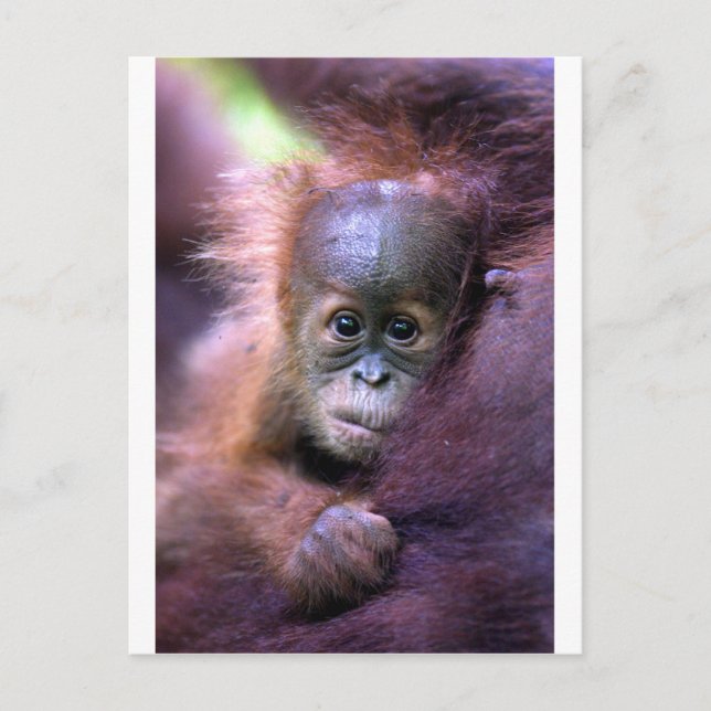 Niedlicher Orang-Utan-Baby auf Sumatra Postkarte (Vorderseite)