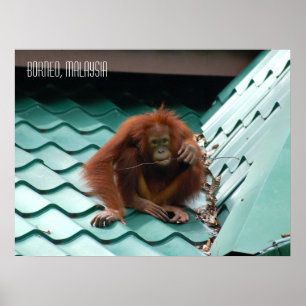 Niedlicher Orang-Utan im Sabah Borneo Dschungel Poster