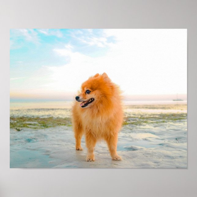 Niedlicher Orange Spitz in Sand am Strand Poster (Vorne)