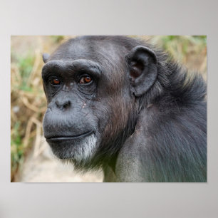 Niedlicher Orangutan-Auftritt auf dem Kamerapuster Poster