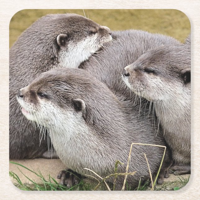 NIEDLICHER OTTERS-Papierdrucker Untersetzer (Vorderseite)
