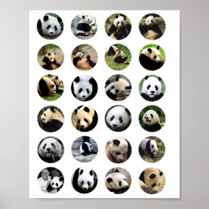 niedlicher Panda trägt Fotos Tiernaturfotografie Poster