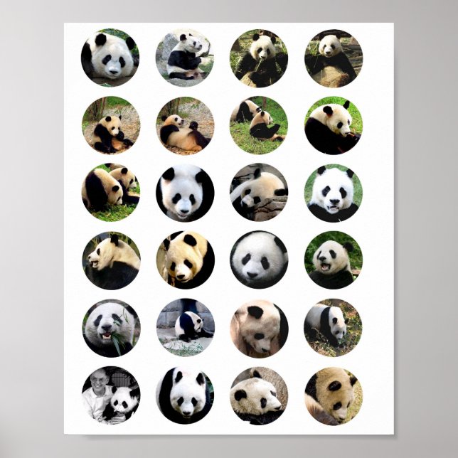 niedlicher Panda trägt Fotos Tiernaturfotografie Poster (Vorne)