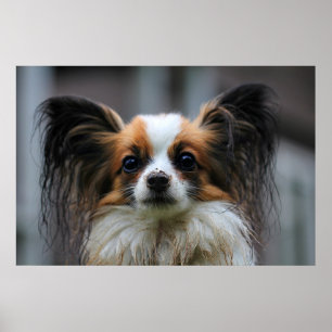 Niedlicher Papillenhund Poster