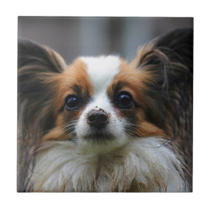 Niedlicher papillon Hund Fliese