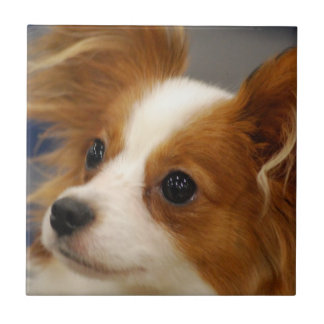 Niedlicher Papillon Hund Fliese