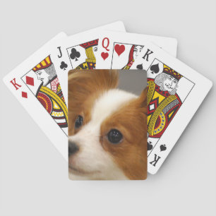 Niedlicher Papillon Hund Spielkarten