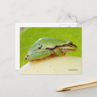 Niedlicher Pazifischer Baumfrosch auf Sommerpferd