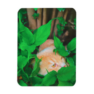 Niedlicher Peeking-Cat-Fot-Druck Magnet