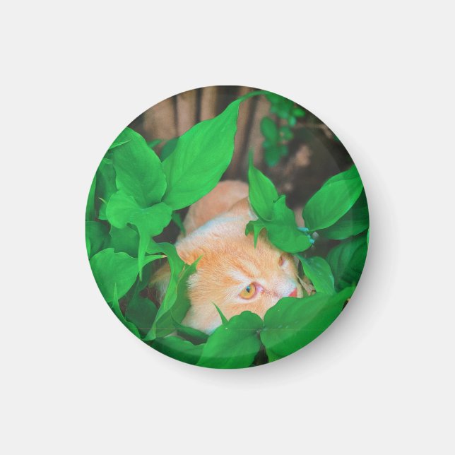 Niedlicher Peeking-Cat-Fot-Druck Magnet (Vorne)