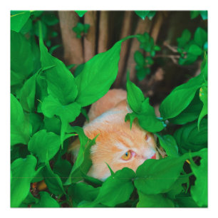 Niedlicher Peeking-Cat-Fot-Druck Poster