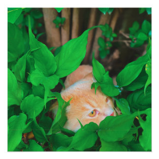 Niedlicher Peeking-Cat-Fot-Druck Poster