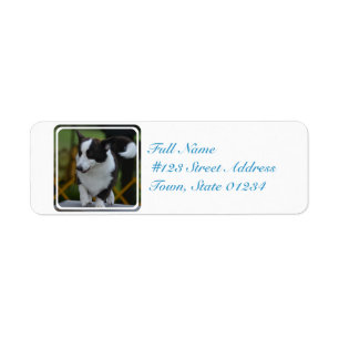 Niedlicher Pembrokecorgi-Hund