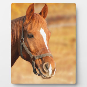 NIEDLICHER PFERD FOTOPLATTE