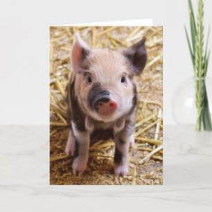 Niedlicher Pic eines Baby Schweins Feiertagskarte