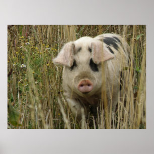 Niedlicher Pieptdruck Poster