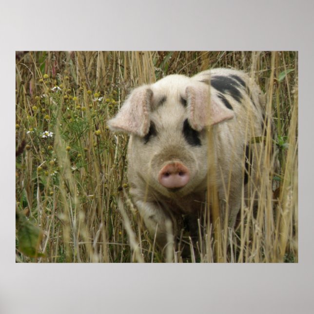 Niedlicher Pieptdruck Poster (Vorne)