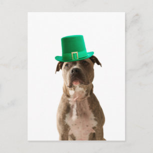 Niedlicher Pit Bull Dog Hat St. Patrick's Day Postkarte
