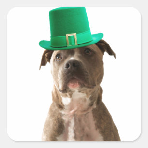 Niedlicher Pit Bull Dog Hat St. Patrick's Day Quadratischer Aufkleber