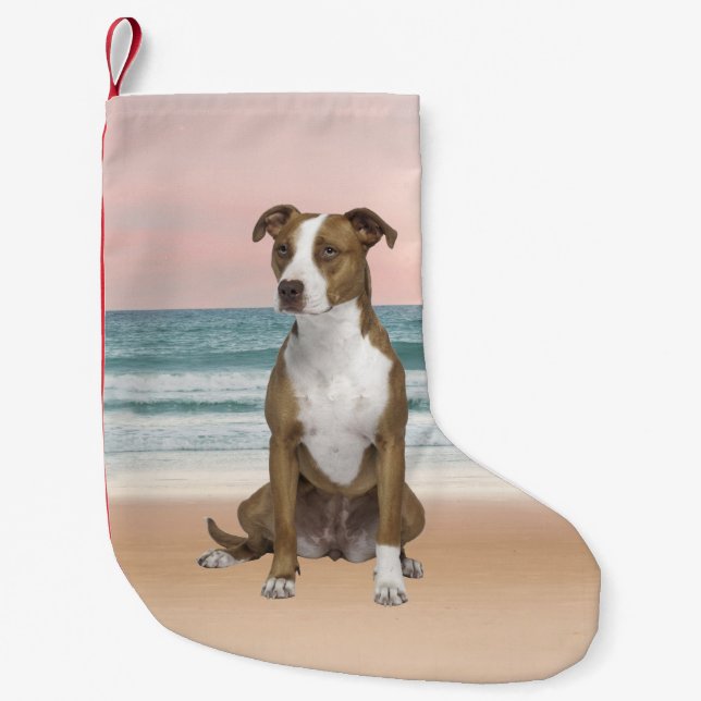 Niedlicher Pitbull Hund sitzend am Strand mit Sonn Kleiner Weihnachtsstrumpf (Vorderseite)