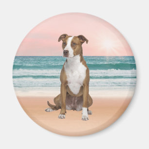 Niedlicher Pitbull Hund sitzend am Strand mit Sonn Magnet