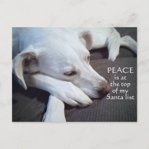 Niedlicher Polar Weiße Welpe Hunde Frieden Postkarte