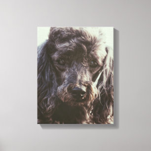 Niedlicher Poodle Hund Gesichter Augen Leinwanddruck
