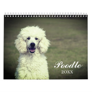 Niedlicher Poodle Hund Kalender