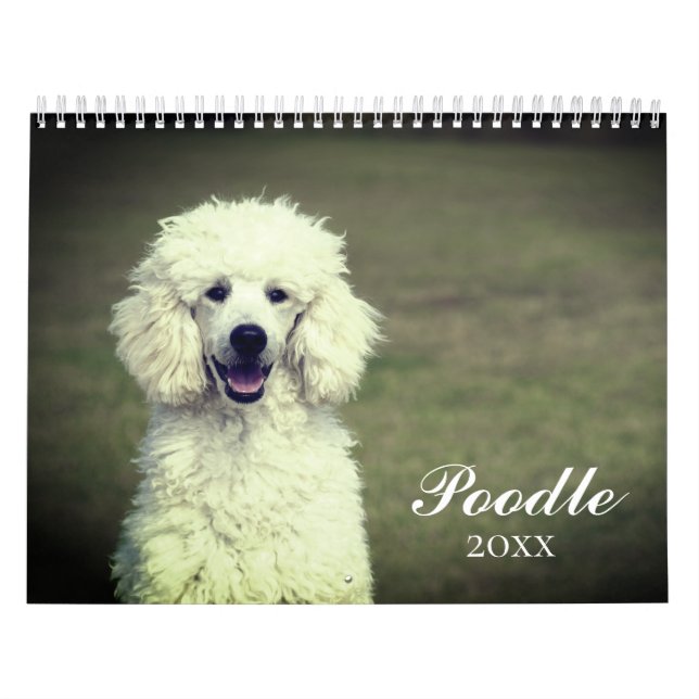 Niedlicher Poodle Hund Kalender (Titelbild)