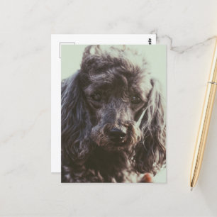 Niedlicher Poodle Hund Welpengesicht Augen Postkarte