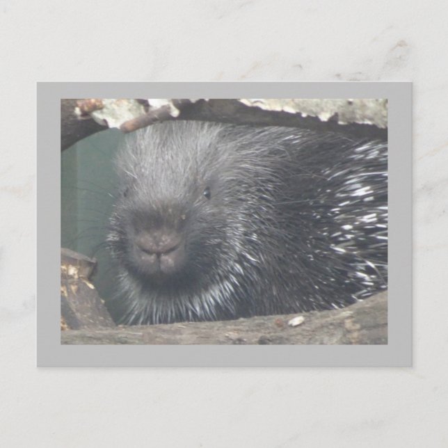 Niedlicher Porcupine-Gesichtspunkt-DIKTE Text Post Postkarte (Vorderseite)