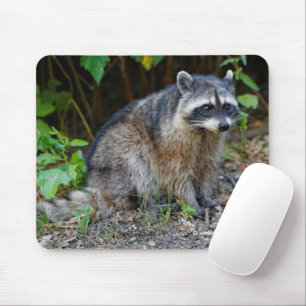 Niedlicher Posing Nordamerikanischer Raccoon Mousepad