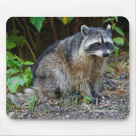 Niedlicher Posing Nordamerikanischer Raccoon Mousepad