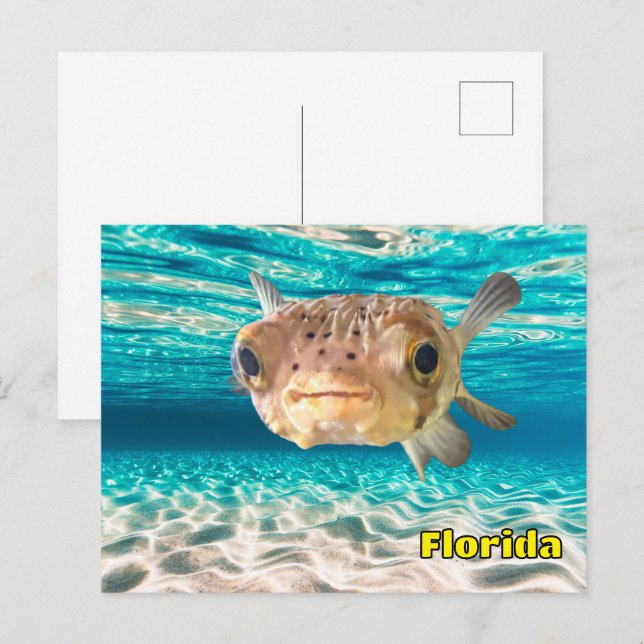 Niedlicher Puffer Fisch im Friedlichen Meer Postkarte (Vorne/Hinten)