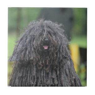 Niedlicher Puli Hund Fliese