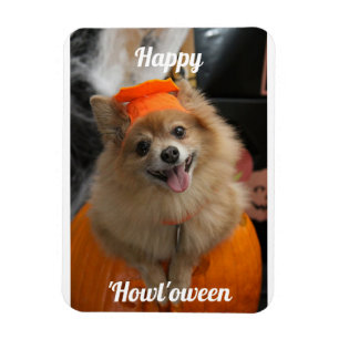 Niedlicher Pumpkin Dog Foto Magnet
