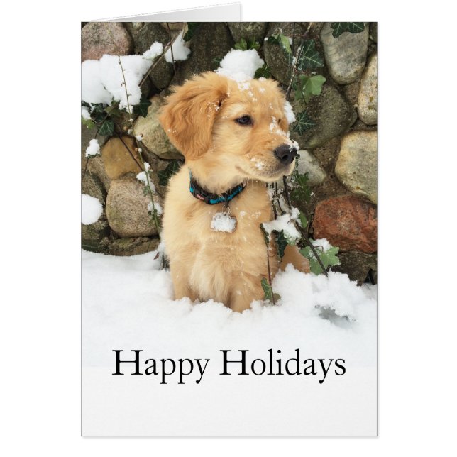 Niedlicher Puppy Labrador Retrieve (Vorne)