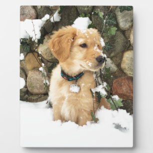 Niedlicher Puppy Labrador Retrieve Fotoplatte