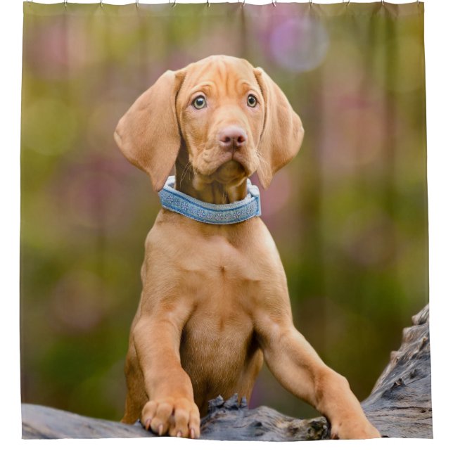 Niedlicher puppyeyed Ungar Vizsla Hundewelpe - Duschvorhang (Vorderseite)