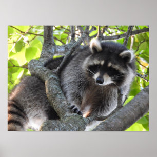 Niedlicher Raccoon in einem Baum Poster