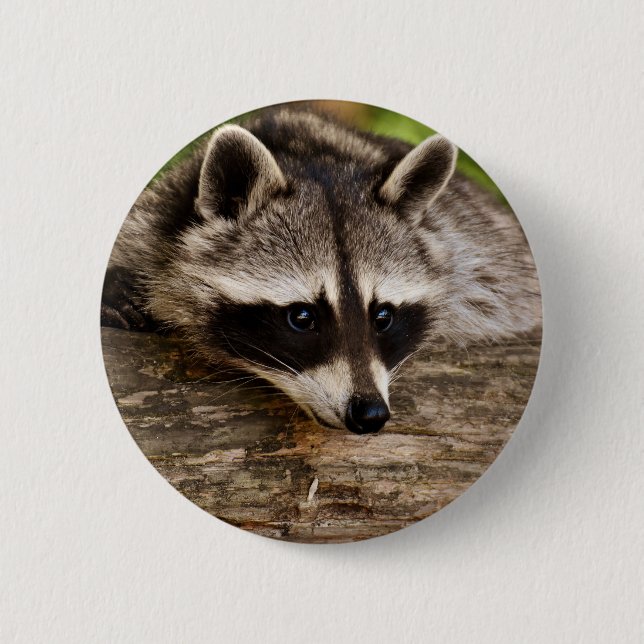 Niedlicher Raccoon-Ruhen auf einem Protokoll Button (Vorderseite)