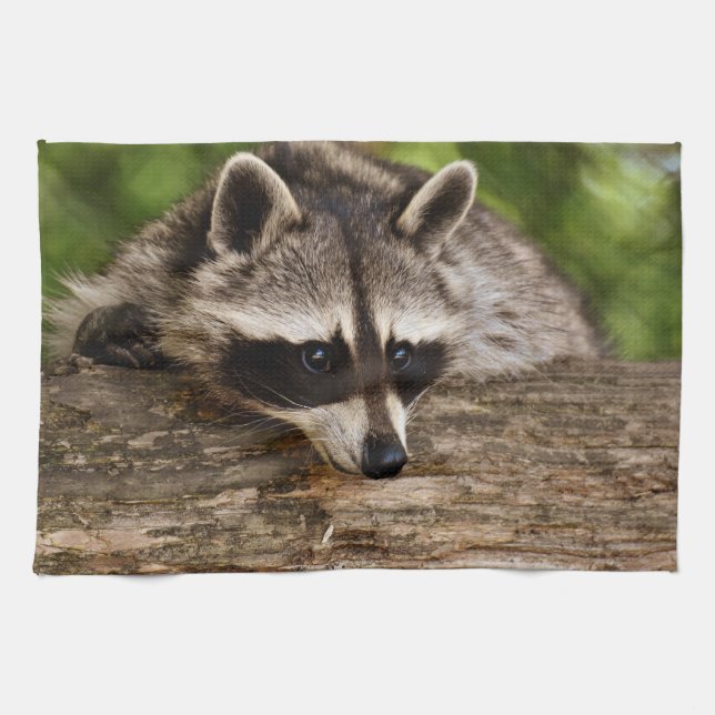 Niedlicher Raccoon-Ruhen auf einem Protokoll Geschirrtuch (Horizontal)