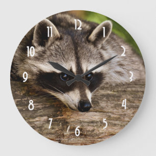 Niedlicher Raccoon-Ruhen auf einem Protokoll Große Wanduhr